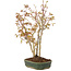 Acer palmatum, 33 cm, ± 5 years old