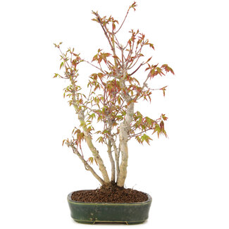 Acer palmatum, 32 cm, ± 5 años