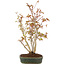 Acer palmatum, 32 cm, ± 5 years old