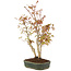 Acer palmatum, 32 cm, ± 5 años