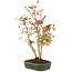 Acer palmatum, 32 cm, ± 5 years old