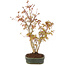 Acer palmatum, 32 cm, ± 5 jaar oud