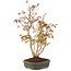 Acer palmatum, 32 cm, ± 5 years old