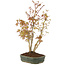 Acer palmatum, 32 cm, ± 5 years old