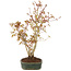 Acer palmatum, 32 cm, ± 5 years old