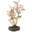 Acer palmatum, 32 cm, ± 5 años