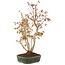 Acer palmatum, 32 cm, ± 5 years old