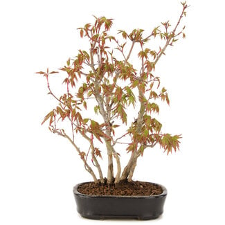 Acer palmatum, 27 cm, ± 5 years old