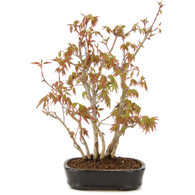 Acer palmatum, 27 cm, ± 5 years old