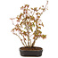 Acer palmatum, 27 cm, ± 5 years old