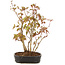 Acer palmatum, 27 cm, ± 5 years old