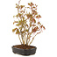 Acer palmatum, 27 cm, ± 5 years old