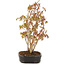 Acer palmatum, 27 cm, ± 5 years old