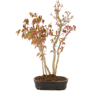 Acer palmatum, 34 cm, ± 5 años