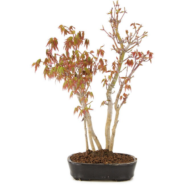 Acer palmatum, 34 cm, ± 5 years old