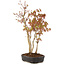 Acer palmatum, 34 cm, ± 5 years old