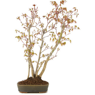 Acer palmatum, 37 cm, ± 5 años