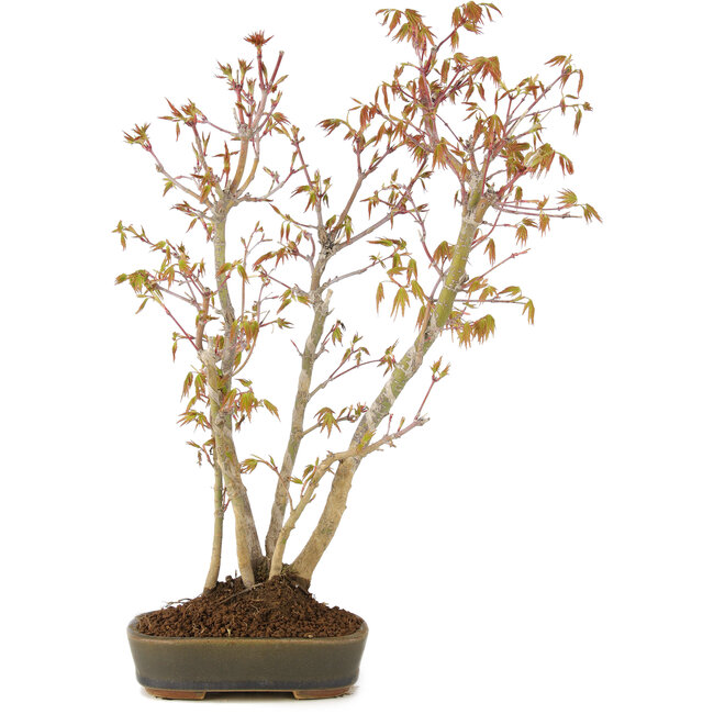 Acer palmatum, 37 cm, ± 5 years old