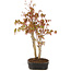 Acer palmatum, 34 cm, ± 5 years old