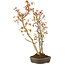 Acer palmatum, 37 cm, ± 5 years old