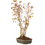 Acer palmatum, 37 cm, ± 5 years old