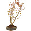 Acer palmatum, 37 cm, ± 5 jaar oud