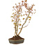 Acer palmatum, 37 cm, ± 5 years old