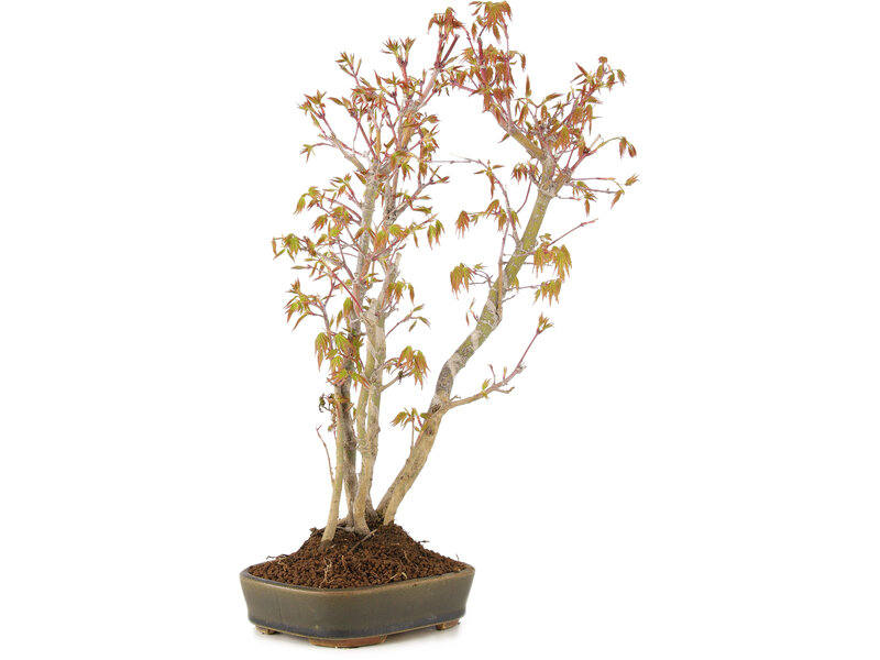 Acer palmatum, 37 cm, ± 5 years old