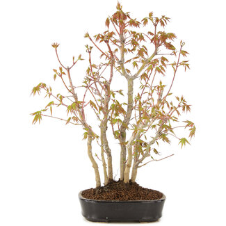 Acer palmatum, 30 cm, ± 5 jaar oud