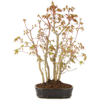 Acer palmatum, 30 cm, ± 5 years old