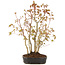 Acer palmatum, 30 cm, ± 5 jaar oud