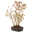 Acer palmatum, 30 cm, ± 5 years old