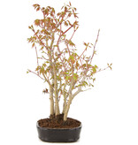 Acer palmatum, 30 cm, ± 5 years old