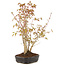 Acer palmatum, 30 cm, ± 5 years old