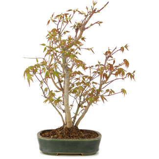 Acer palmatum, 30 cm, ± 5 años