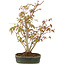 Acer palmatum, 30 cm, ± 5 years old