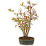 Acer palmatum, 30 cm, ± 5 years old