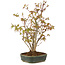 Acer palmatum, 30 cm, ± 5 años