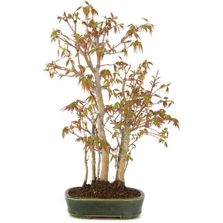 Acer palmatum, 33 cm, ± 5 jaar oud