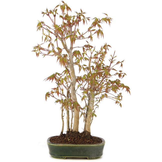 Acer palmatum, 33 cm, ± 5 años