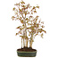 Acer palmatum, 33 cm, ± 5 años