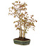 Acer palmatum, 33 cm, ± 5 years old