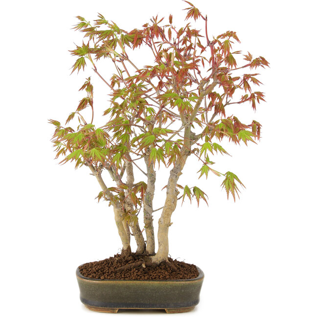 Acer palmatum, 29 cm, ± 5 jaar oud