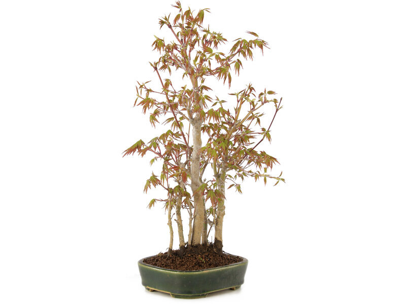 Acer palmatum, 33 cm, ± 5 years old