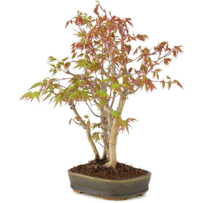 Acer palmatum, 29 cm, ± 5 años