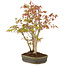 Acer palmatum, 29 cm, ± 5 años