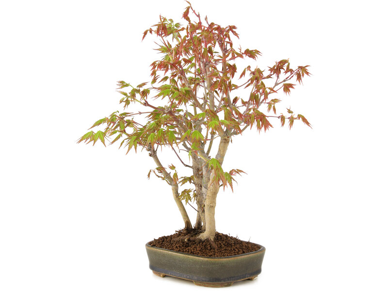 Acer palmatum, 29 cm, ± 5 years old