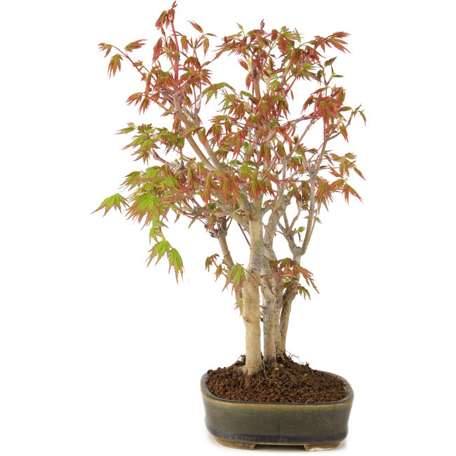 Acer palmatum, 29 cm, ± 5 anni