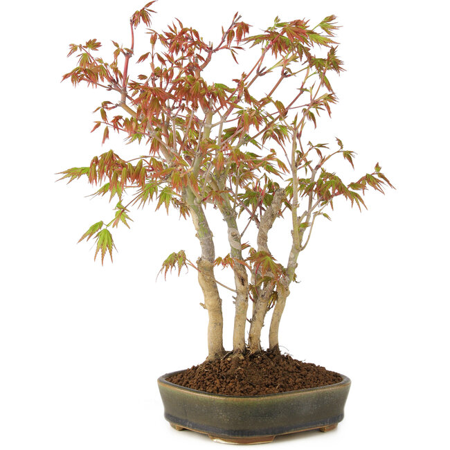 Acer palmatum, 29 cm, ± 5 anni