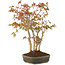 Acer palmatum, 29 cm, ± 5 años